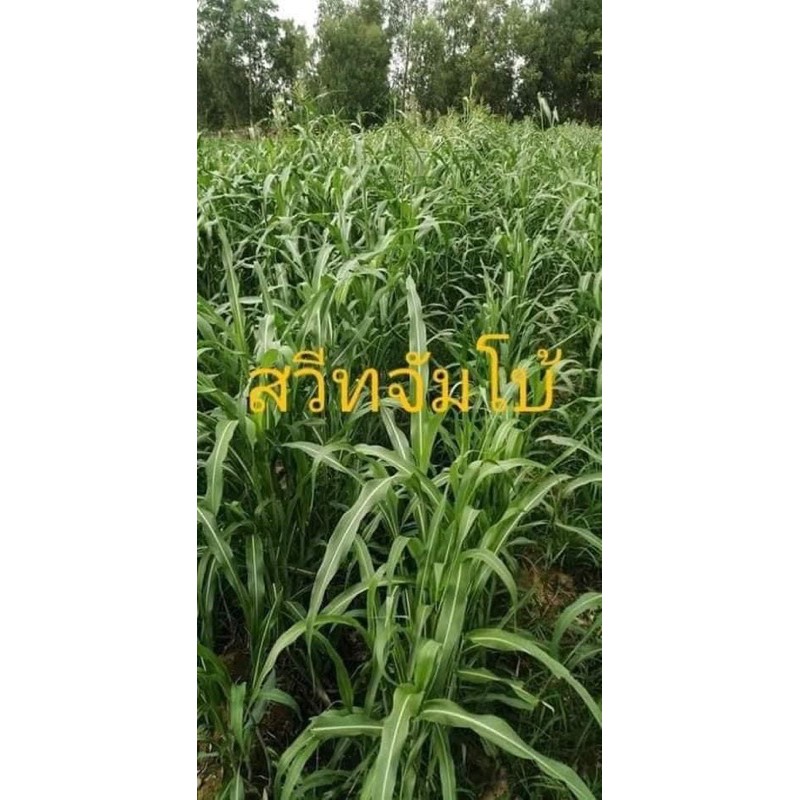 เมล็ดพันธุ์สวีทจัมโบ้-พร้อมปลูก-สินค้าขายดี-สำหรับปลูกให้วัว-ควายกินโปรตีนสูง-บรรจุ1kg-ถุง