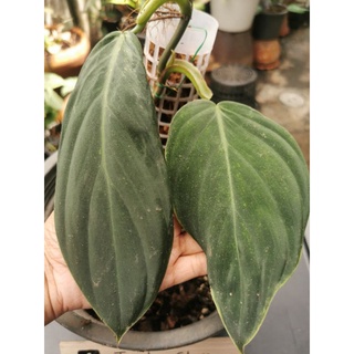 Philodendron Gigas ฟิโลเดนดรอน​กีแกส