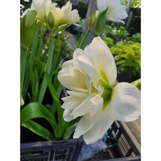 ว่านสีทิศ ดอกซ้อนสีขาว ดอกใหญ่ 0miniwhite amallis ว่านสี่ทิศมินิไวท์ Mini White (Marquis) ดอกซ้อน สีขาว จำนวน1หัว