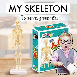 โมเดลโครงกระดูก My Skeleton💀