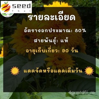 (ผู้ค้าส่งเมล็ดพันธุ์) เมล็ดพันธุ์ ทานตะวัน ซันโกลด์ Sungold Sunflower Seed เมล็ดพันธุ์นำเข้าแท้ 100% นำไปขยายพันธุ์ต่อไ