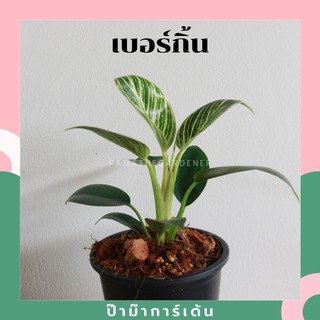 สินค้า ต้นฟิโลเดนดรอน เบอร์กิ้น (Philodendron Birkin) ต้นใหญ่ สวย