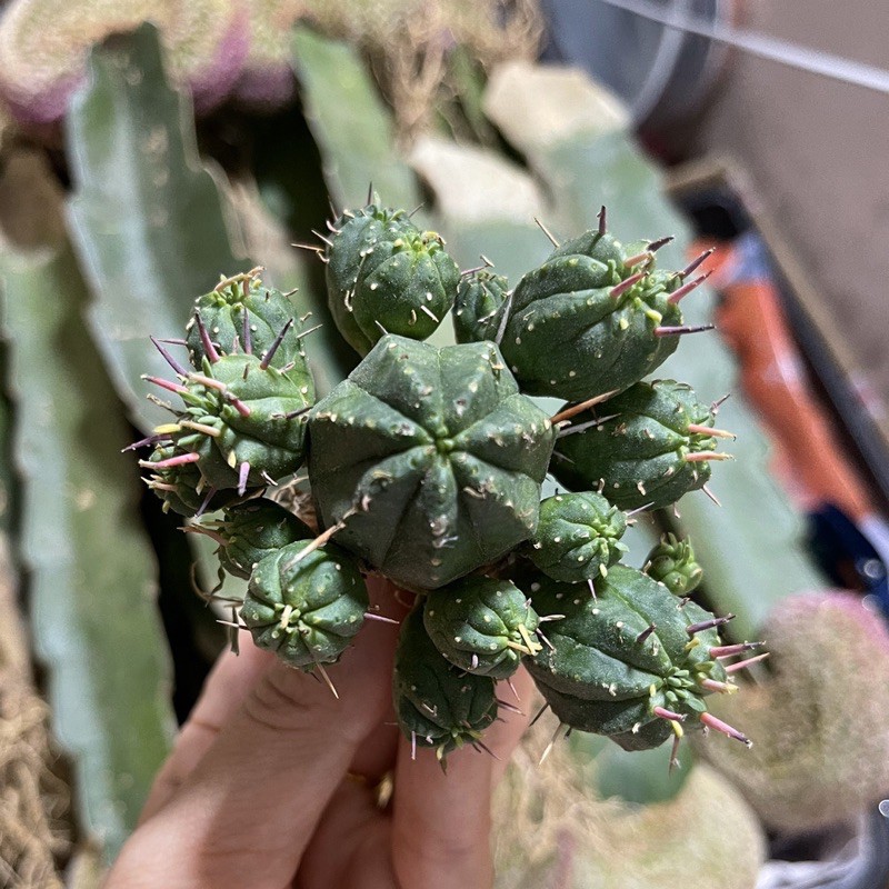 ถูกสุด-cactus-ยูโฟเบีย-นักกล้าม-กระบองเพชร-แคคตัส-euphorbia