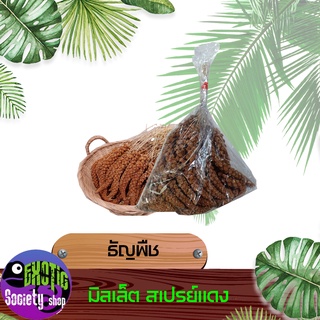 อาหารนก มิลเลตสเปรย์ แดง แบบพวง
