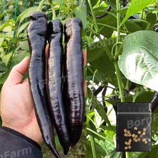 เมล็ดพริกชี้ฟ้าม่วงดำ เมล็ดพันธุ์พริกชี้ฟ้าดำ 20เมล็ด (Purple Black Chili Spur Pepper)