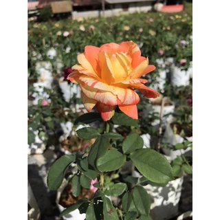 กุหลาบ Tropical Sunset rose ต้นกุหลาบทรอปปิคอลซันเซต ส่งแบบติดดอกทุกต้น ถุงขาว8นิ้ว