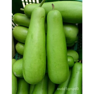 UPO SEEDS ( 20pcs ) - Bottle Gourd香菜/通心菜/生菜/玫瑰/芹菜/上衣/向日葵/seeds/苹果/种子/ VMS4