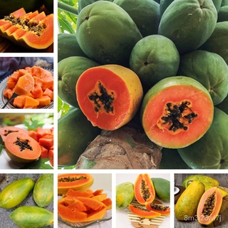 （เมล็ดพันธุ์ ถูก คละ）มะละกอ 10 เมล็ด Papaya seeds ต้นไม้มงคล ต้นไม้ฟอกอากาศ ต้นไม้ประดับ พันธุ์ไม้ผล ต้นไม้มงคลใหญ่ ต้นไ