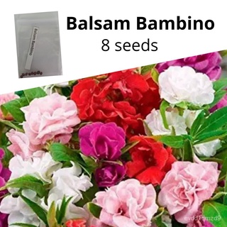 Balsam Bambino | Flower Seeds上衣/生菜/花园/儿童/向日葵/园艺/头饰/手链/男装/通心菜/ PVFB