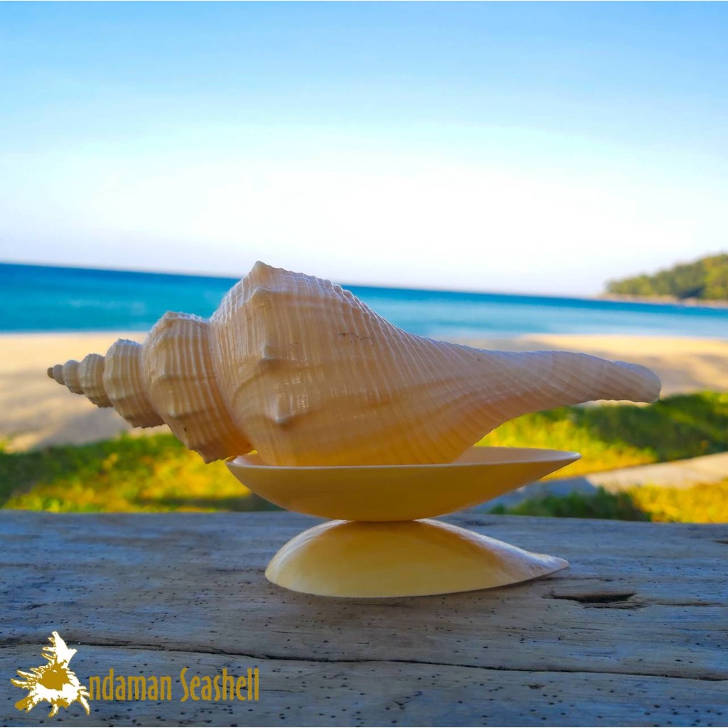 andaman-seashell-สังข์ครีม-พร้อมฐาน-ตั้งโชว์-รดน้ำ