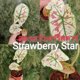 🌱ต้นบอนสี​ Strawberry Star พื้นใบสีขาว บอนสี สตรอเบอร์รี่สตาร์ Caladium Strawberry star บอนสี ไม้มงคล