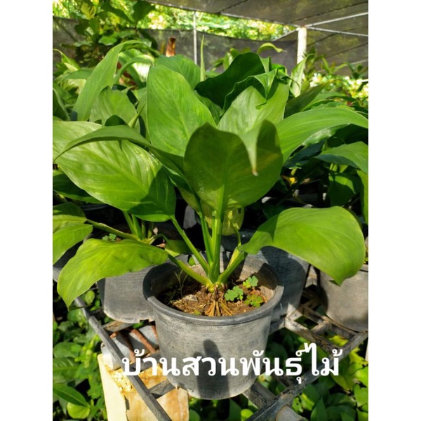ต้นเดลีจักรพรรดิ-บ้านสวนพันธุ์ไม้