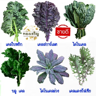 ภาพหน้าปกสินค้าชุดเคล🎈10แถม1++🎯ถูกที่สุด 10 บ.🎯เมล็ดพันธุ์ชุดคะน้าเคล10 บ.🌿ขายดีที่สุด🌱 เคลใบหงิก🌱เคลสการ์เลต🌿 เคลแดงรัสเซีย🌿 ไดโนเคล ซึ่งคุณอาจชอบสินค้านี้