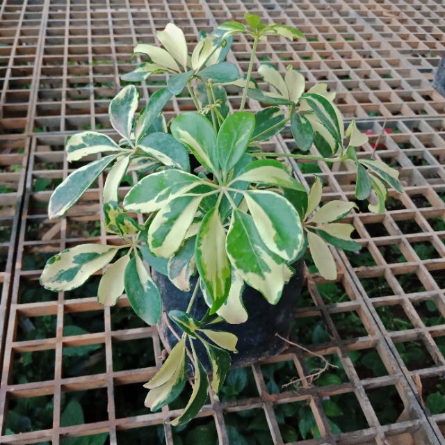 flower-garden-f345-ต้นหนวดปลาหมึกด่าง-schefflera-variegated-plant-แบบถุง-ไม้ฟอกอากาศ