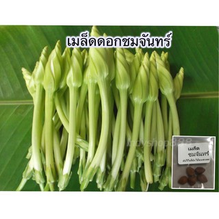 เมล็ดพันธ์ุ ดอกชมจันทร์ เมล็ดดอกชมจันทร์  [10 แถม 1 คละได้]