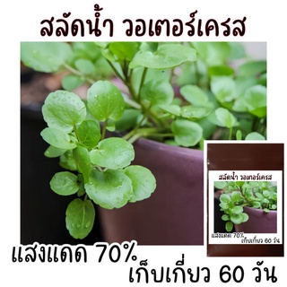 เมล็ดพัน​ธุ์​ วอเตอร์​เครส​แท้​ สลัดน้ำ​ 200​ เมล็ด​  watercress