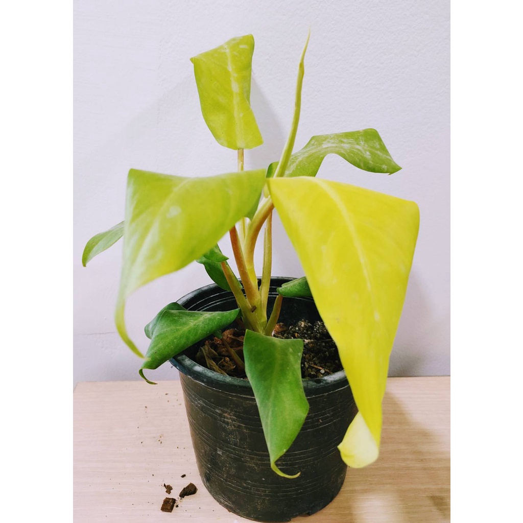 กุมารทองเรียกทรัพย์-ส่งพร้อมกระถาง-4-นิ้ว-ฟิโลเดรนดอน-มูลไลท์-philodendron-ไม้ฟอกอากาศ-ต้นไม้ฟอกอากาศ-สามารถปลูกในน้ำได