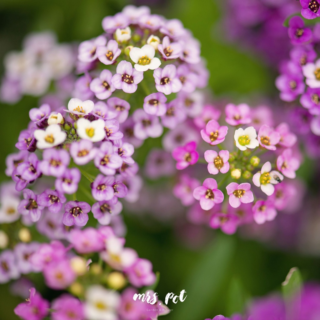 เมล็ดดอกไม้กินได้-rosie-o-day-alyssum