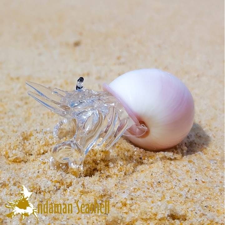 andaman-seashell-แก้วเป่าติดเปลือกหอย-รูปปูเสฉวน-ติดเปลือกหอย-24