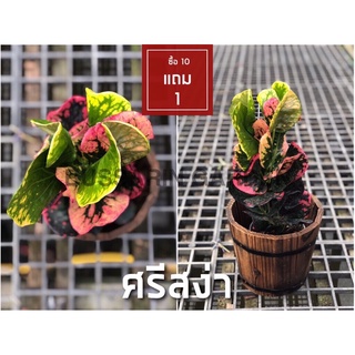 ต้นโกสนพันธุ์ ศรีสง่า ไซส์เล็ก กระถาง 5" สูง 15-20 เซนติเมตร ซื้อ 10 แถม 1  (จัดส่งแบบถอดกระถาง+รับประกันสินค้า)