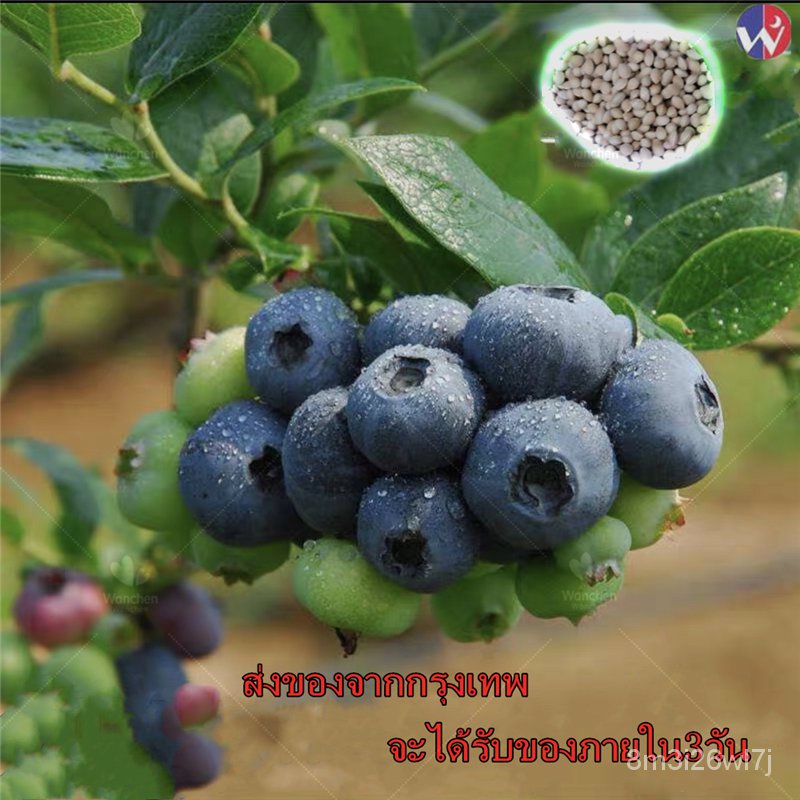 เมล็ดพันธุ์-ถูก-คละ-เมล็ดพันธุ์-30เมล็ด-บลูเบอร์รี่-american-blueberry-seeds-bonsai-fruit-seed-ต้นไม้ฟอกอากาศ-ต้-ap4f