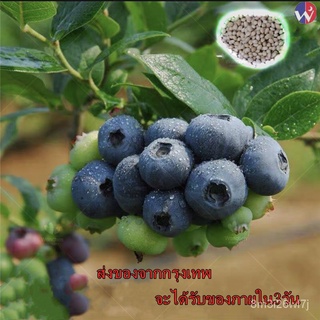 （เมล็ดพันธุ์ ถูก คละ）เมล็ดพันธุ์ 30เมล็ด บลูเบอร์รี่ American Blueberry Seeds Bonsai Fruit Seed ต้นไม้ฟอกอากาศ ต้ AP4F