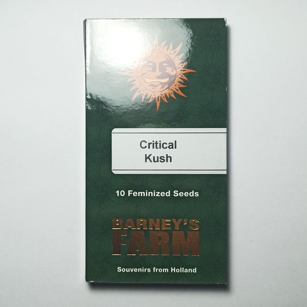 เมล็ดกัญชา-barneys-farm-critical-kush-5-feminized-cannabis-seeds