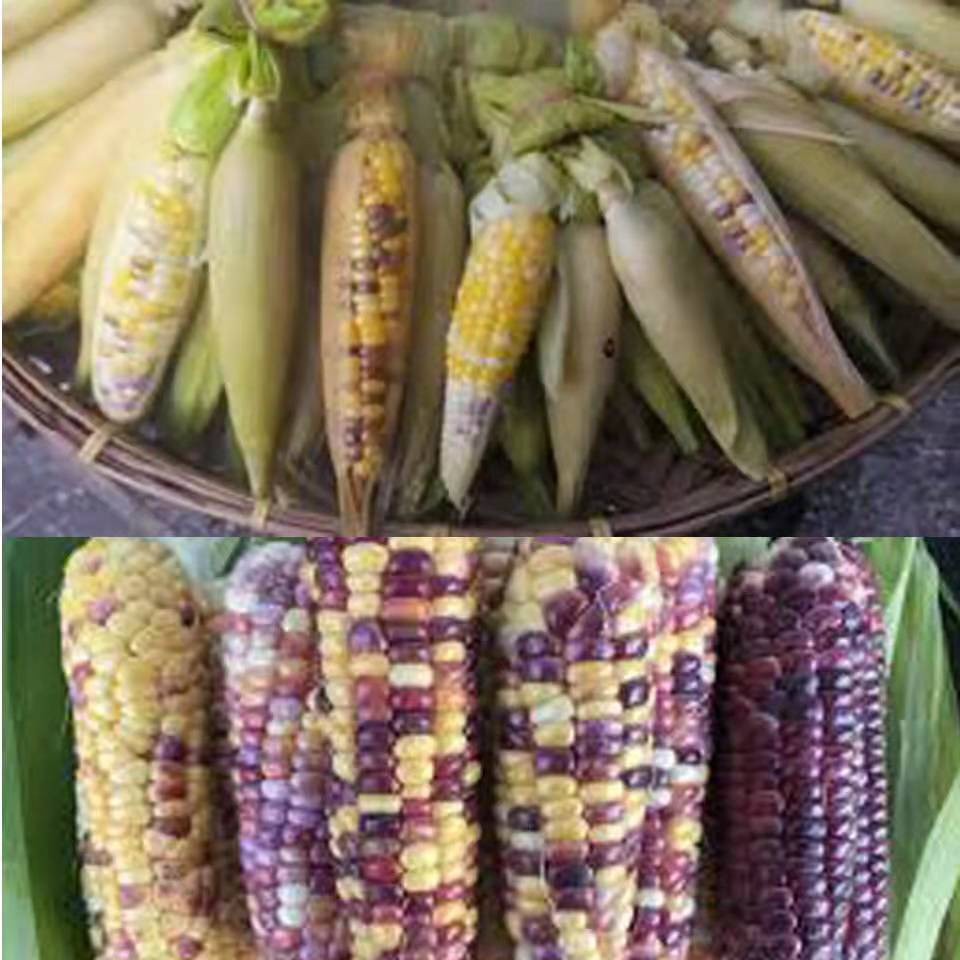 เมล็ดพันธุ์-ข้าวโพด-ข้าวโพดอัญมณี20-เมล็ด-glassgem-cornseed-เมล็ดพันธุ์แท้100-ปลูกผักสวนครัว-นำเข้าจากต่างประเทศ