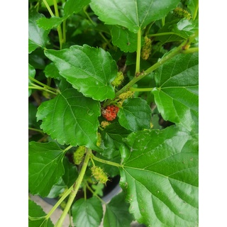 ต้นหม่อน“มัลเบอร์รี่” (mulberry) ในกระถาง10นิ้ว สูง60ซม.
