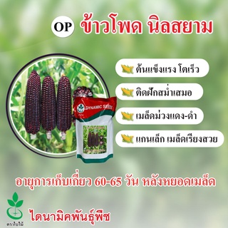 เมล็ดพันธุ์ข้าวโพดข้าวเหนียวสีม่วง นิลสยาม ตรา ใบไม้ ขนาด 1 กก. จำนวน 1 ซอง จาก（นี่มันเมล็ดพืช ไม่ใช่พืช!）