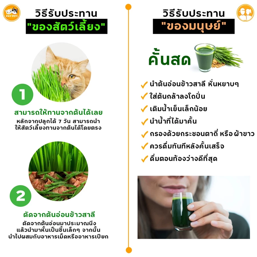 เมล็ดข้าวสาลีสำหรับสัตว์เลี้ยงและดินพร้อมปลูก รูปที่ 5