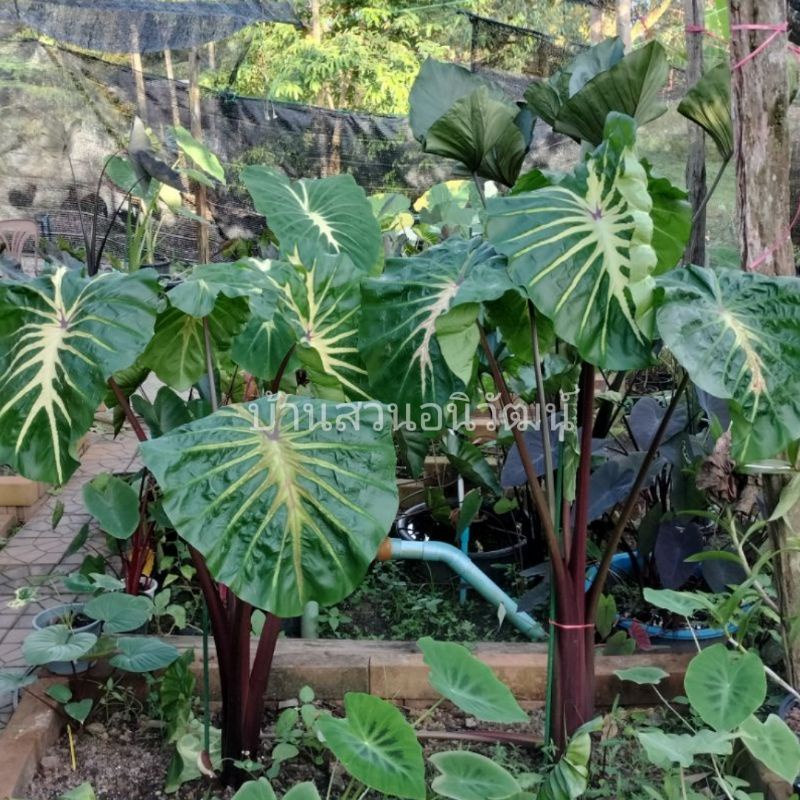 โคโลคาเซียไวท์ลาวา-colocasia-white-lava-เป็นโคลาคาเซียที่หน้าสวยมากๆ