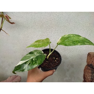อิพิด่างขาว Epipremnum pinnatum variegate
