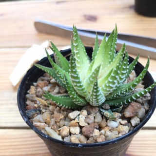 ภาพหน้าปกสินค้าHawortia ม้าลาย ด่าง  haworthia attenuata ที่เกี่ยวข้อง