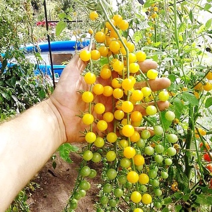 ภาพสินค้าเมล็ดพันธุ์ มะเขือเทศ เคอเร้น เยลโล่ (Current Yellow Tomato Seed) บรรจุ 30 เมล็ด คุณภาพดี ราคาถูก 100% จากร้าน ppshopth บน Shopee ภาพที่ 1