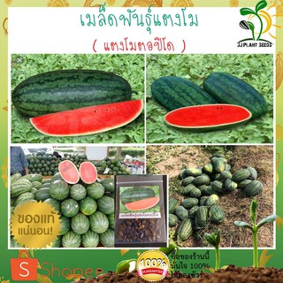 เมล็ดพันธุ์แตงโม นิวตอปิโด เนื้อสีแดงจัด เก็บเกี่ยวเร็ว ความหวานสูง จำนวน 50 เมล็ด By JJ Plant Seeds แตงโมตอปิโด