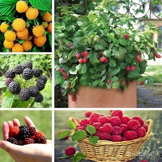 （เมล็ดพันธุ์ ถูก คละ）จุดประเทศไทย 1000 ชิ้น/ถุง Rare Delicious Raspberry Fruit Seeds พืชกลางแจ้ง ต้นราสเบอร์รี่ ต้นพันธุ