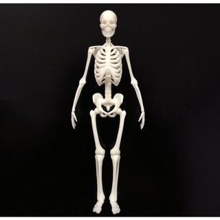 โมเดลโครงกระดูกมนุษย์  โมเดลหุ่นอนาโตมี่  Human Skeleton Anatomy Model