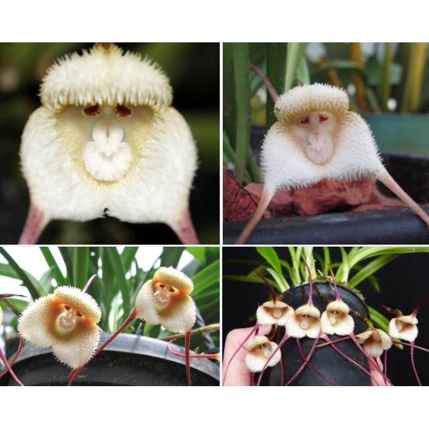 เมล็ดพันธุ์-กล้วยไม้หน้าลิง-ต้นไม้ประดับ-คละลายmonkey-face-orchid-bonsai-plant-house-garden-flower-seeds-30เมล็ด