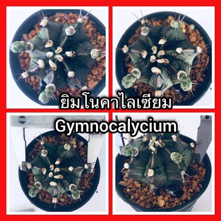 แคคตัส Gymnocalycium ยิมโนคาไลเซียม ไซส์ให้ดอก