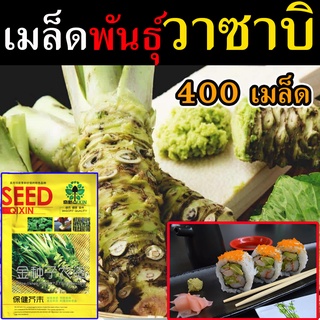 ส่งเร็ว เมล็ดวาซาบิญี่ปุ่น vasabi เมล็ดวาซาบิ 700 เมล็ด เมล็ดพันธุ์ผัก เมล็ดพันธุ์ไม้ เมล็ดพันธุ์พืช เมล็ดพันธุ์แท้