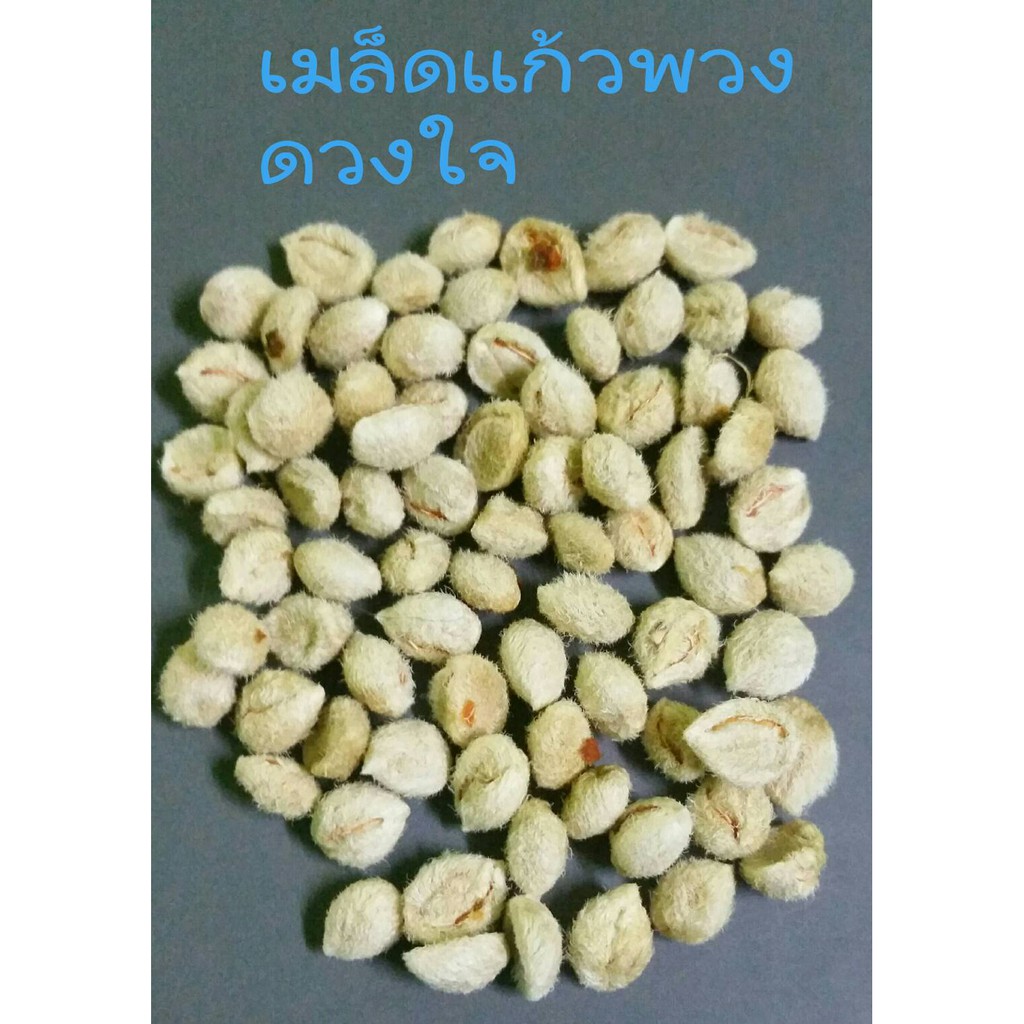 เมล็ดดอกไม้-เมล็ดแก้วพวงดวงใจ-แก้วพวง-ดอกแก้ว-30-เมล็ด