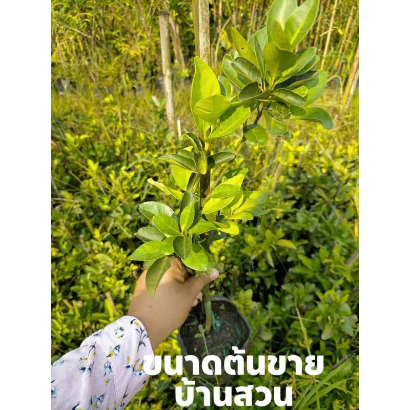 ต้นส้ม-พันธุ์ฟรีมองต์-บ้านสวนพันธุ์ไม้