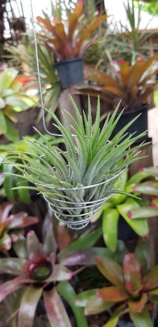 ทิลเเลนเซีย-สับปะรดสี-tillandsia-ionanthared