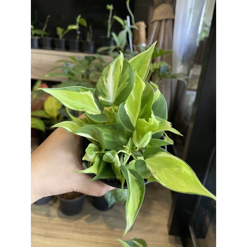 philodendron-hederaceum-brasil-creamsplash-ฟิโลบราซิลสามสี-พลูบลาซิล