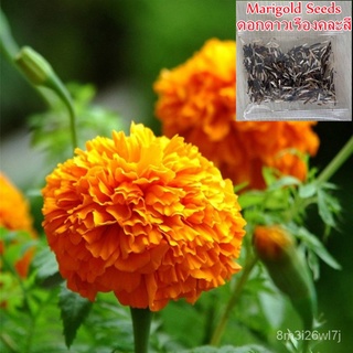 （เมล็ดพันธุ์ ถูก คละ）100เมล็ด เมล็ดพันธุ์ Mix Color Marigold Seeds เมล็ดบอนสี บอนสีหายาก เมล็ดดอกไม้ ของแต่งสวน Flower S