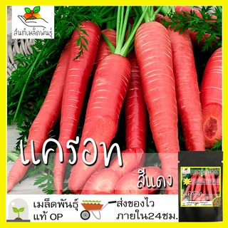 เมล็ดพันธุ์ แครอท สีแดง 200 เมล็ด Scarlet Red Carrot seed เมล็ดพันธุ์แท้ นำเข้50 เมล็ด (ไม่ใช่พืชที่มีชีวิต)