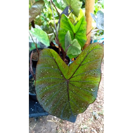 colocasia-hybrid-news