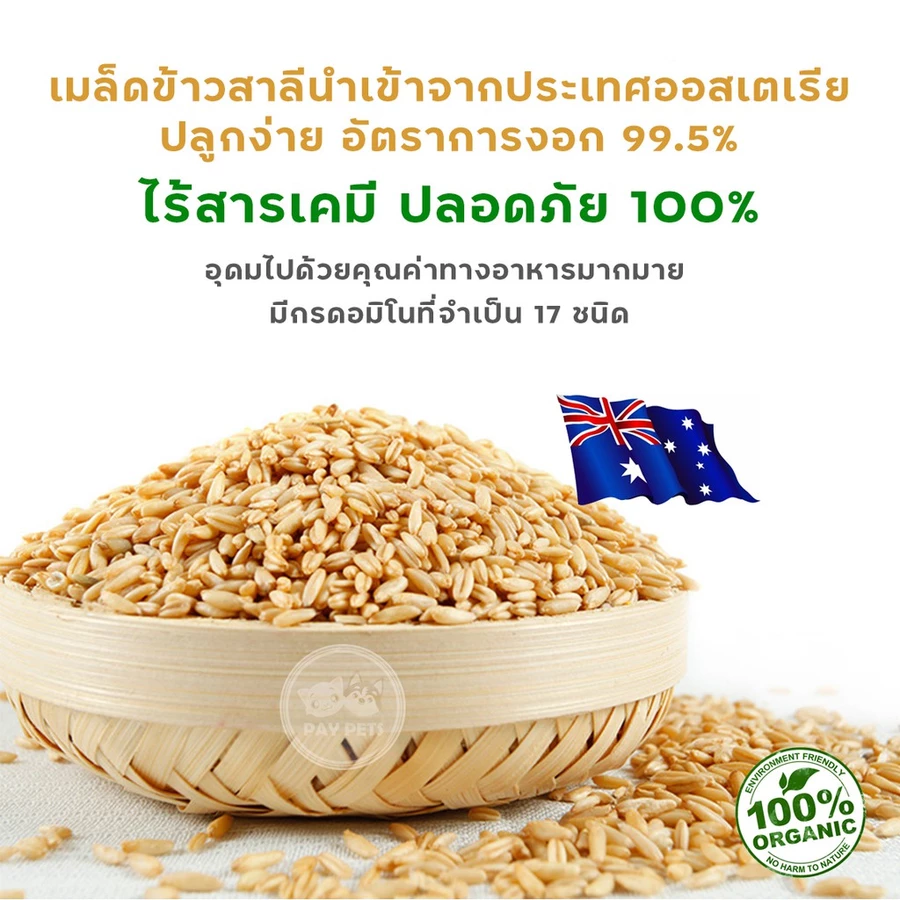 เมล็ดข้าวสาลีสำหรับสัตว์เลี้ยง ปลอดสารเคมี และดินพร้อมปลูก