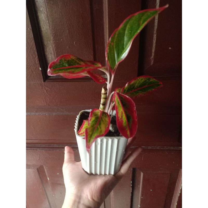 seeds-aglaonema-red-indoor-air-purifier-plants-lipstickเมล็ดพันธc50-เมล็ด-ไม่ใช่พืชที่มีชีวิต